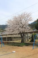 校庭の桜